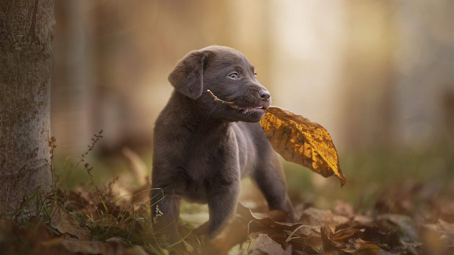 希腊女篮在欧洲锦标赛中再夺佳绩,保持传统强队风采,希腊队 欧洲杯